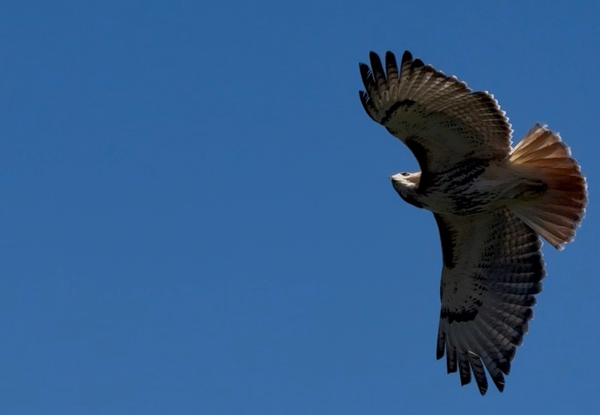 A red-tailed hawk, making its rounds above Central Park.