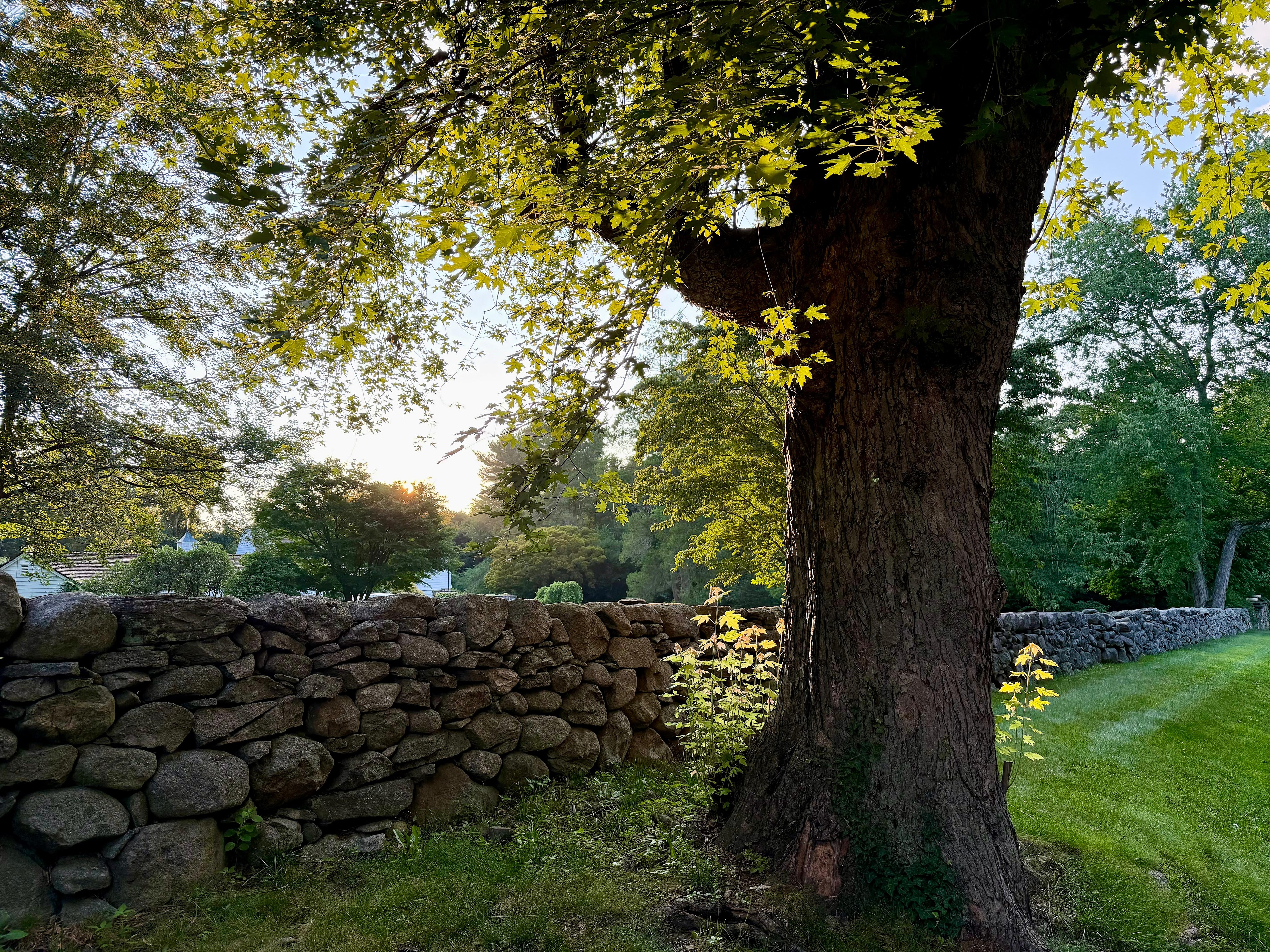 On a recent walk in CT. An hour's train ride from the city.